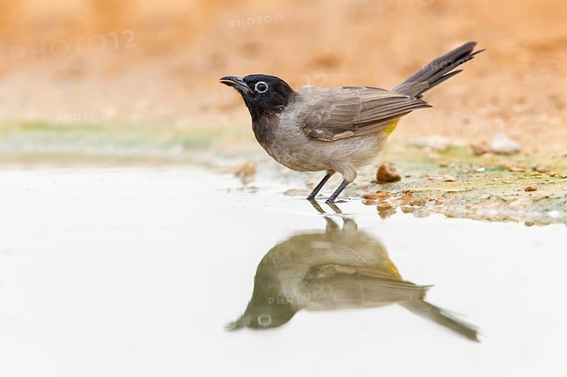 Gelbsteißbülbül, Yellow-vented Bulbul, White-eyed Bulbul, White-spectacled Bulbul, Pycnonotus xanthopygos, Bulbul d'Arabie, Bulbul Arabe