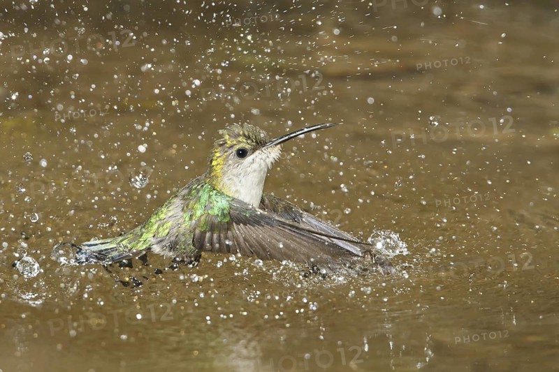 Crowned Woodnymph (Thalurania colombica) bathing, Costa Rica