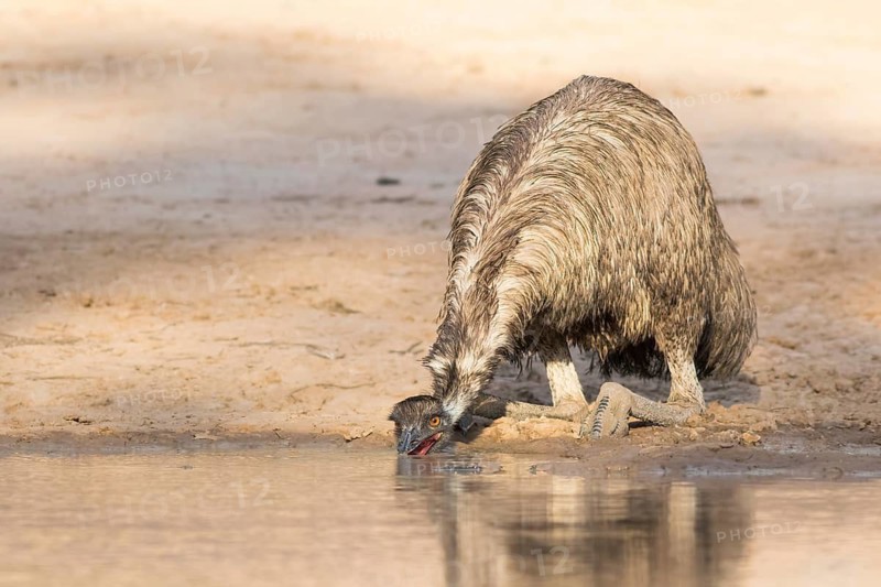 Emu (Dromaius novaehollandiae) drinking at a waterhole, Queensland, Australia