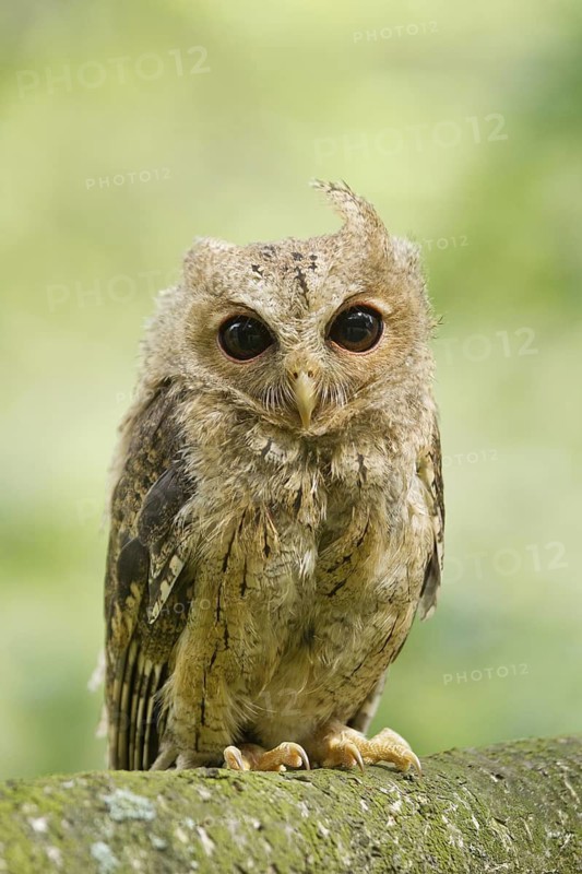 Indian Scops Owl (Otus bakkamoena)
