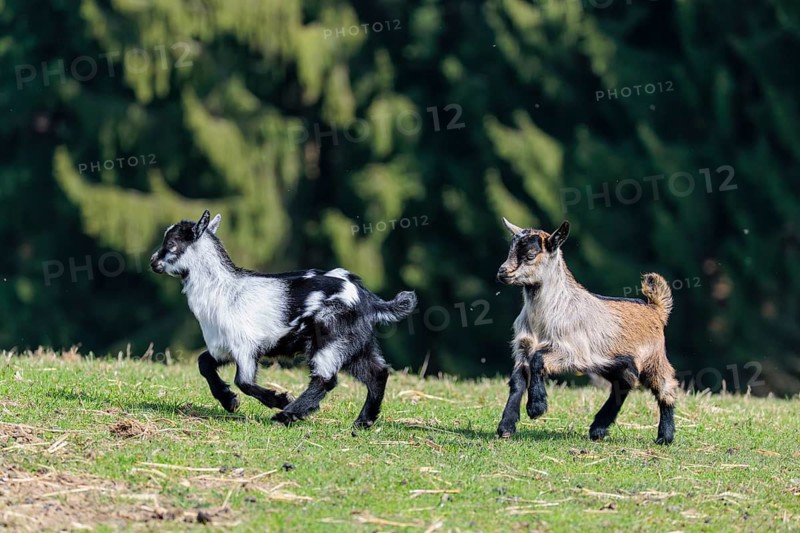 Two young pygmy goats (Capra hircus) are playing together on a sunny day in a green meadow. Austria