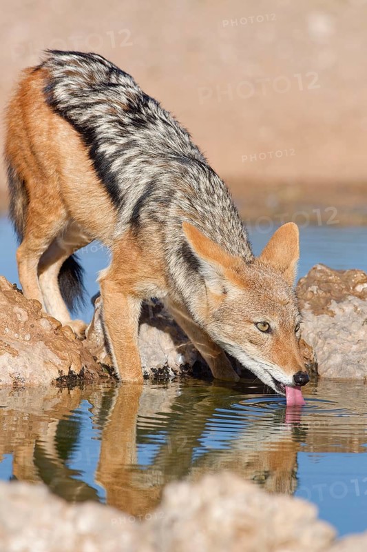 Black-backed jackal (Lupulella mesomelas), adult animal, reflected in the water, drinking at a waterhole, golden morning light, Kgalagadi Transfrontier Park, Northern Cape, South Africa