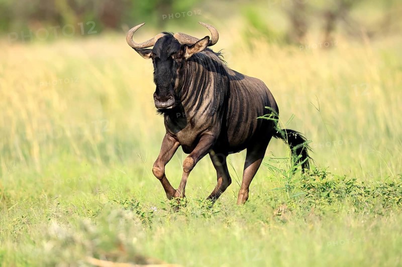 Blue wildebeest (Connochaetes taurinus), adult, jumping, running, Pilanesberg National Park, North West Province, South Africa
