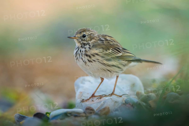 Meadow Pipit (Anthus pratensis), Schleswig-Holstein, Germany