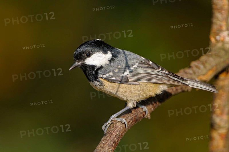 Tannenmeise (Parus ater), Coal tit, Altvogel, November, NSG Dingdener Heide, Nordrhein-Westfalen, Deutschland