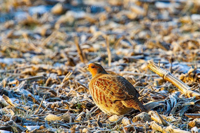 Grey partridge (Perdix perdix) Germany