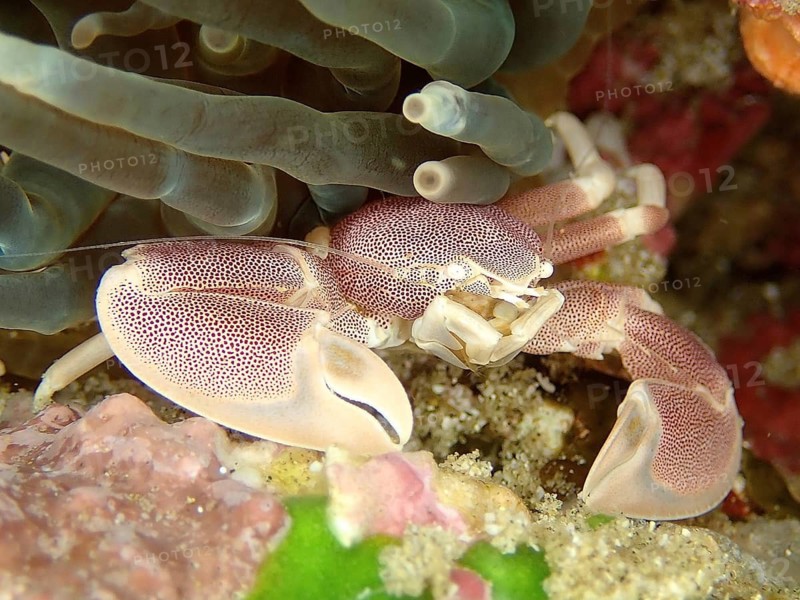 Spotted porcelain crayfish (Neopetrolisthes maculatus)