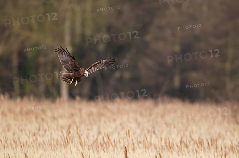Marsh harrier (Circus aeruginosus) adult raptor bird of prey hovering in flight over a reedbed, RSPB Minsmere nature reserve, Suffolk, England, United Kingdom