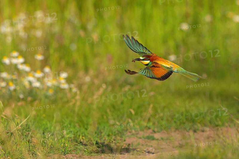 Bee-eater, (Merops apiaster), flight photo, Tiszaalp-r, Kiskuns-gi National Park, B-cs-Kiskun, Hungary