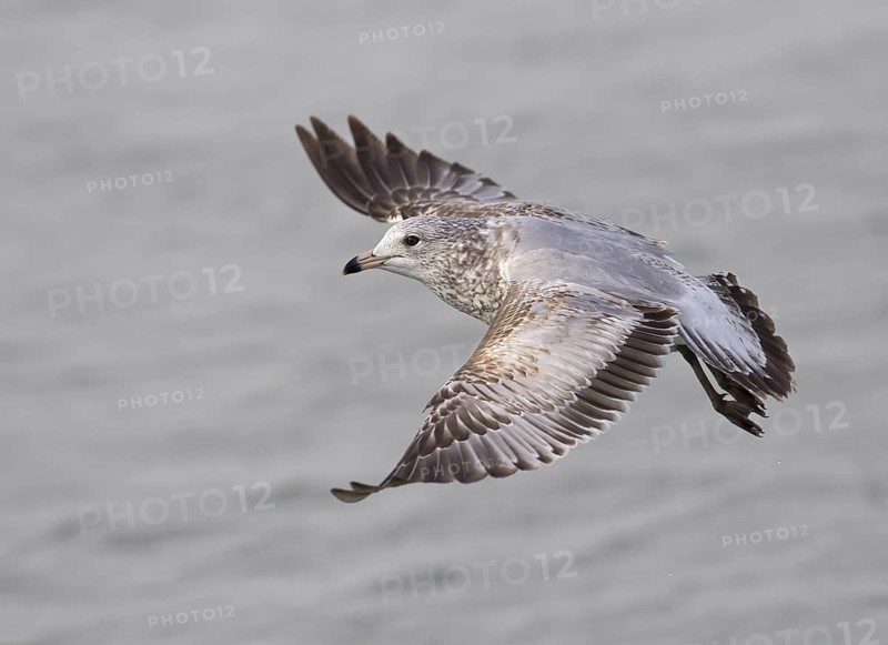 Ring-billed Gull, 1st winterr