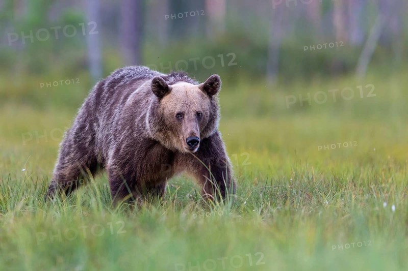 European brown bear, animals, mammals, (Ursus arctos arctos), forest, Scandinavia, bear family, also Eurasian brown bear, biotope, habitat, foraging, Lentiira, Lentiira Kuhmo, Finland