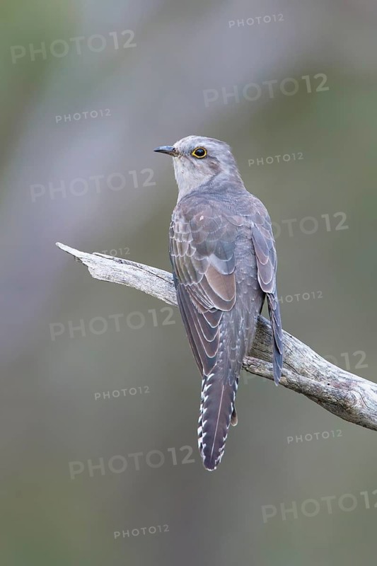 Pallid Cuckoo (Cacomantis pallidus) perched on a branch, Victoria, Australia