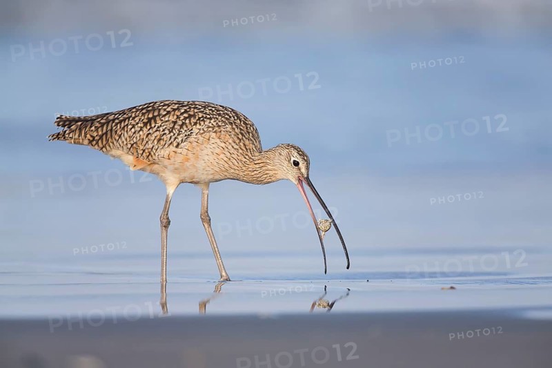 Long-billed Curlew : Morro Strand State Beach : Morro Bay, CA