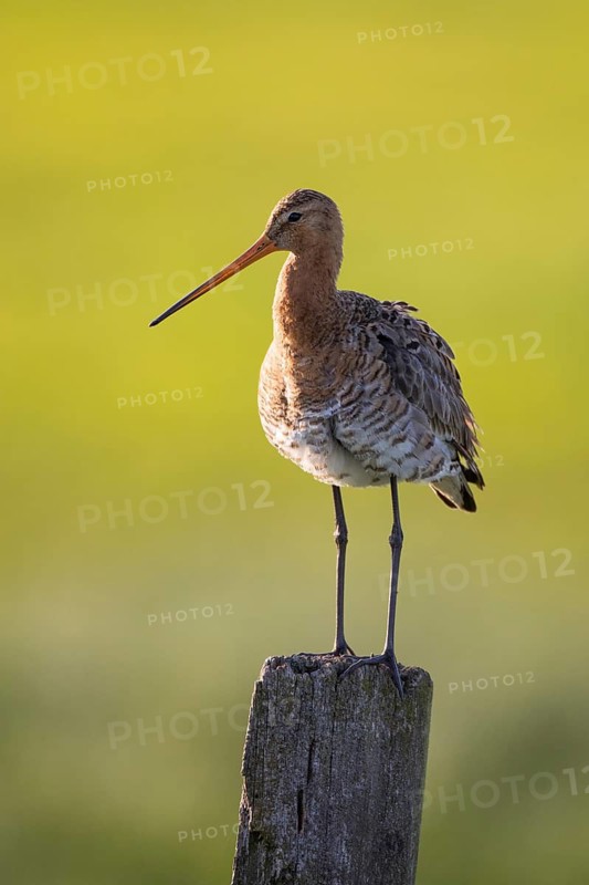 Black-tailed Godwit (Limosa limosa) perched on a pole, Lower Saxony, Germany