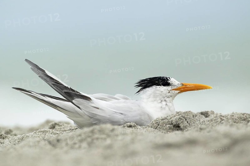 Royal Tern (Thalasseus maximus), Florida, USA