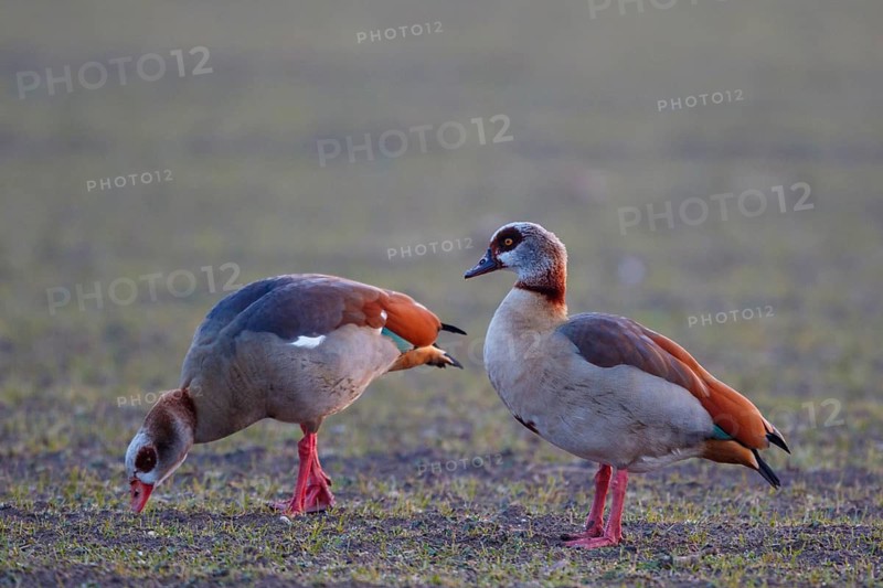Egyptian Goose (Alopochen aegyptiaca) pair foraging, Netherlands