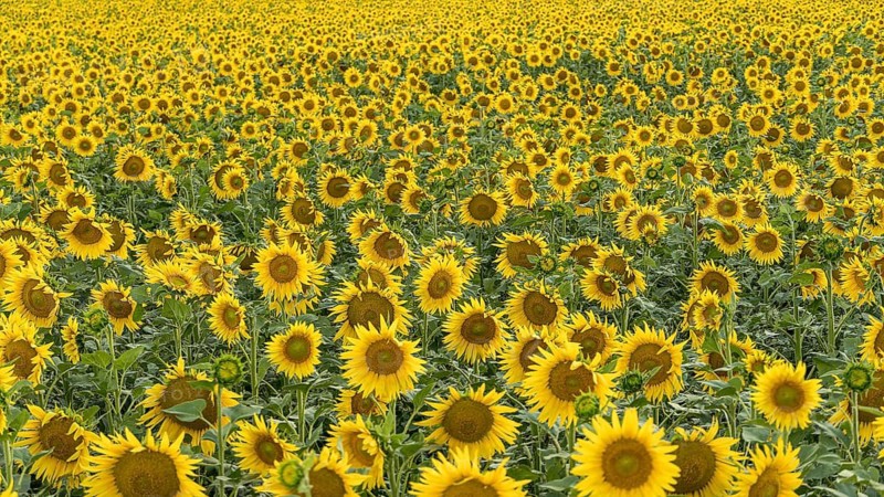 A vast field of sunflowers stretches to the horizon, each flower facing the sun in Geneva, Swiss. Their vibrant yellow petals create a lively sea, showcasing the beauty of nature