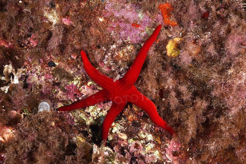 A bright red orange starfish (Hacelia attenuata) lies on a colourful reef, dive site Giens Peninsula, Mediterranean Sea, Porquerolles, Provence, Côte d'Azur, France