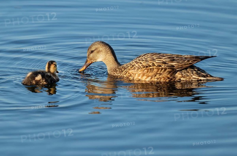 Mallard (Anas platyrhynchos) female and juvenile swimming on a lake, blue water, Lower Saxony, Germany