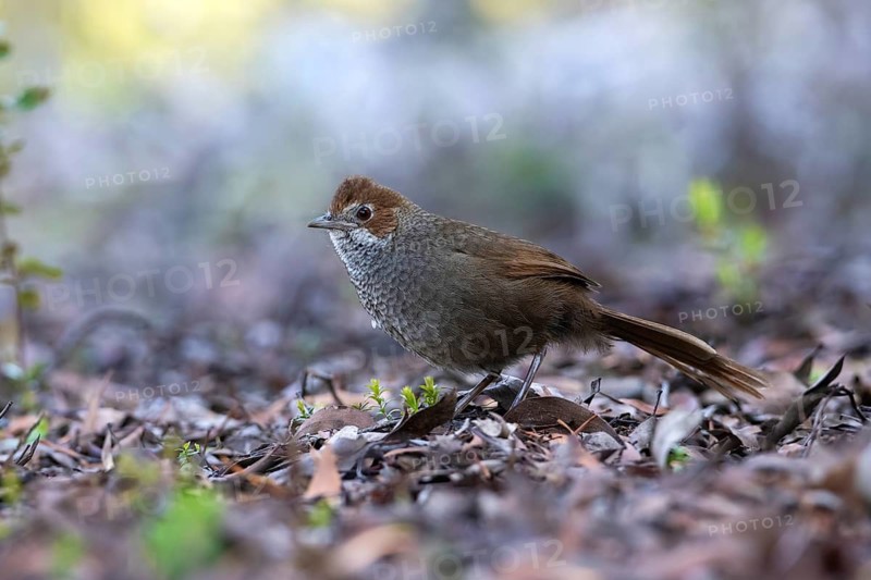 Rufous Bristlebird (Dasyornis broadbenti) perched on the ground, Victoria, Australia