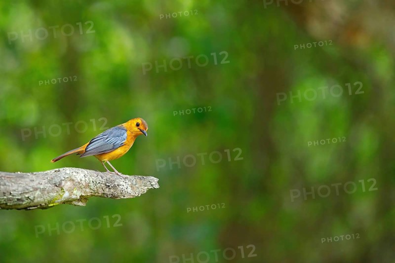 Natal Robin, Red-capped Robin Chat, Red-capped Robin-Chat, Red-capped Robin-chat, Rufous-capped Robin-chat, (Cossypha natalensi), Cossyphe à calotte rousse, Cosifa de Natal, iSimangaliso Wetland Park, St. Lucia, KwaZulu-Natal, South Africa