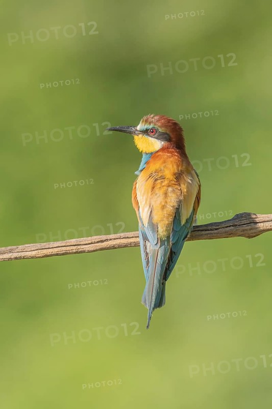 European bee-eater (Merops apiaster) on a branch during the breeding season in spring. Jechtingen, Emmendingen, Kaiserstuhl, Freiburg im Breisgau, Baden-Württemberg, Germany