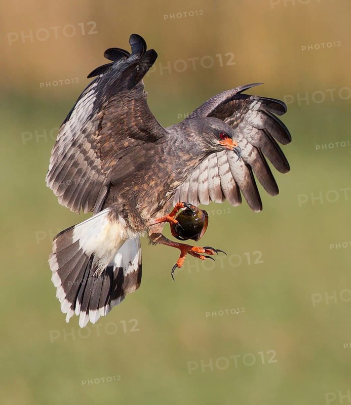 Snail Kite (Rostrhamus sociabilis) male flying with snail in its claws, Florida, USA