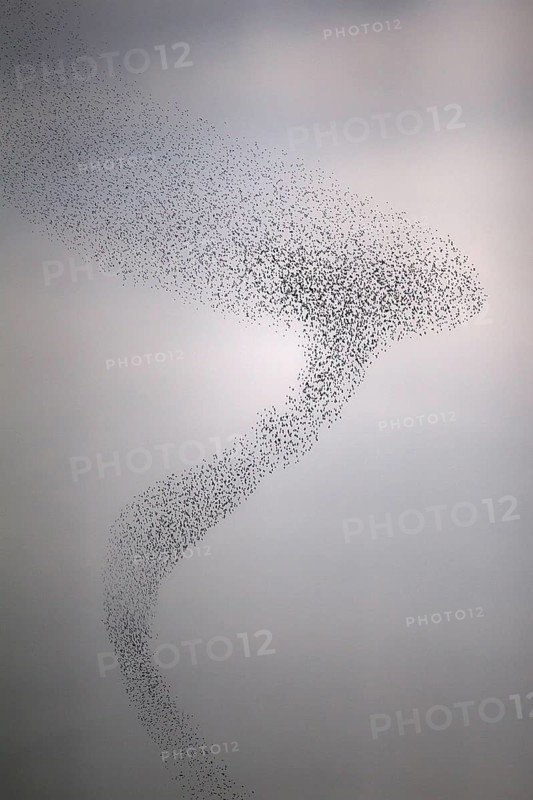 Common Starling (Sturnus vulgaris) huge flock flying in formation, Rhineland-Palatinate, Germany