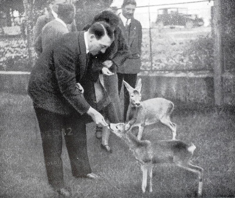 Adolf Hitler feeding fawns, Adolf Hitler (born 20 April 1889 in Braunau am Inn, died 30 April 1945 in Berlin) was a German politician of Austrian origin and dictator of the German Reich from 1933 until his death, after a photograph by Heinrich Hoffmann, illustration, reproduction from a 19th century original. Authentic, file restored for optimal use, exact date of original unknown, Historical