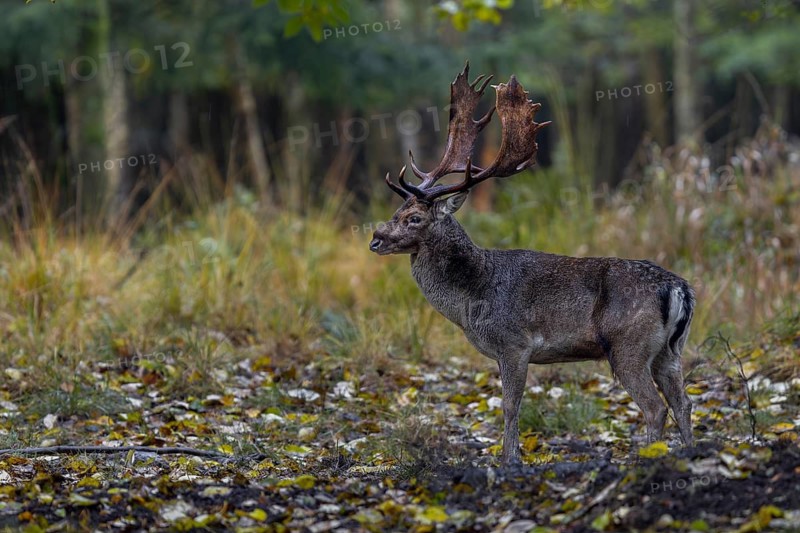 This fallow deer (Dama dama) has a severe swelling on the bridge of the nose, probably caused during a fight, rut, mating season, deer rut, autumn, October, Germany