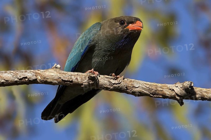 Oriental Dollarbird (Eurystomus orientalis), Western Australia, Australia