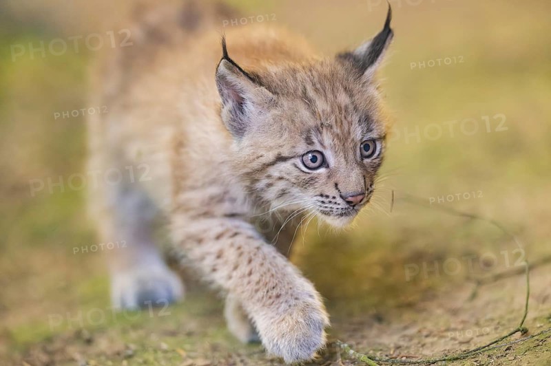 Eurasian lynx (Lynx lynx) youngster (cub) walking in a forest, Bavaria, Germany