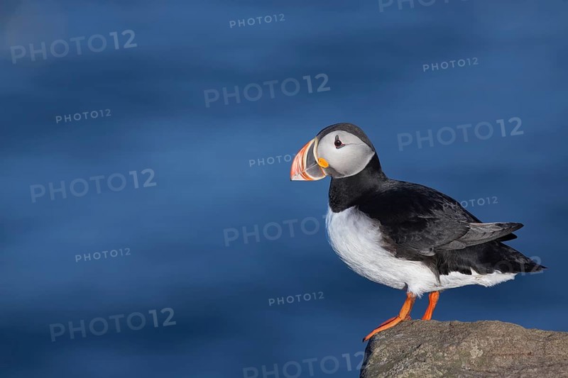 Atlantic Puffin (Fratercula arctica), Iceland