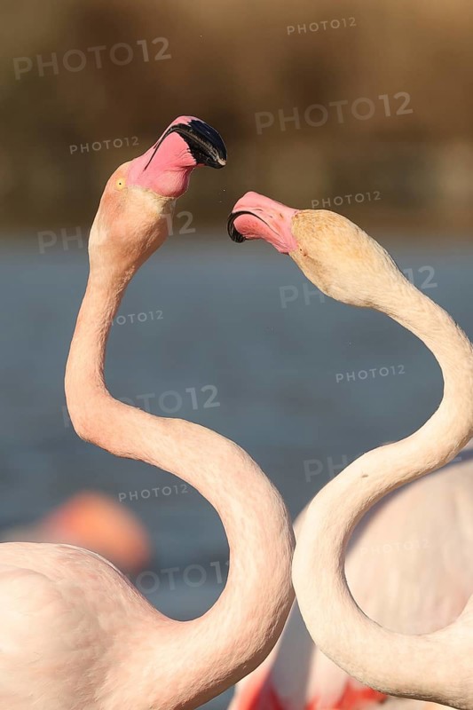 A pair of pink flamingos engaged in a nuptial dance, their curved necks, set against a soft-focused background in the French Camargue