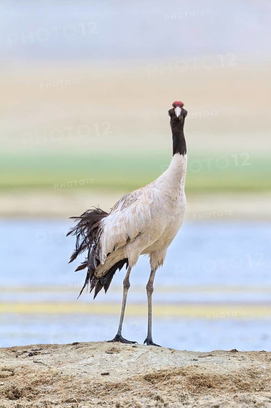 Black-necked Crane (Grus nigricollis), Ladakh, India