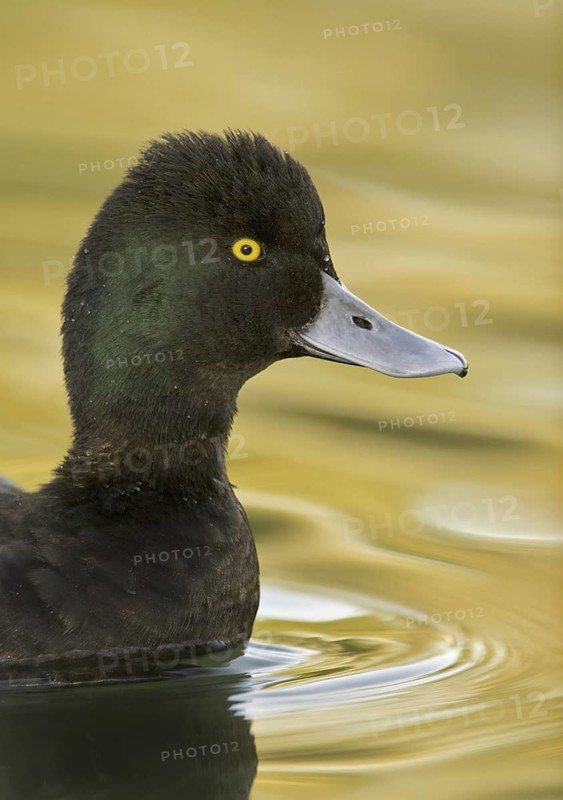 Lesser Scaup (Aythya affinis) male, Arizona, USA