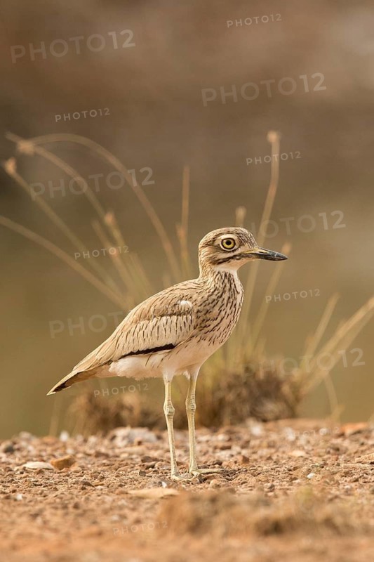 Senegal Thick-knee (Burhinus senegalensis), Gambia
