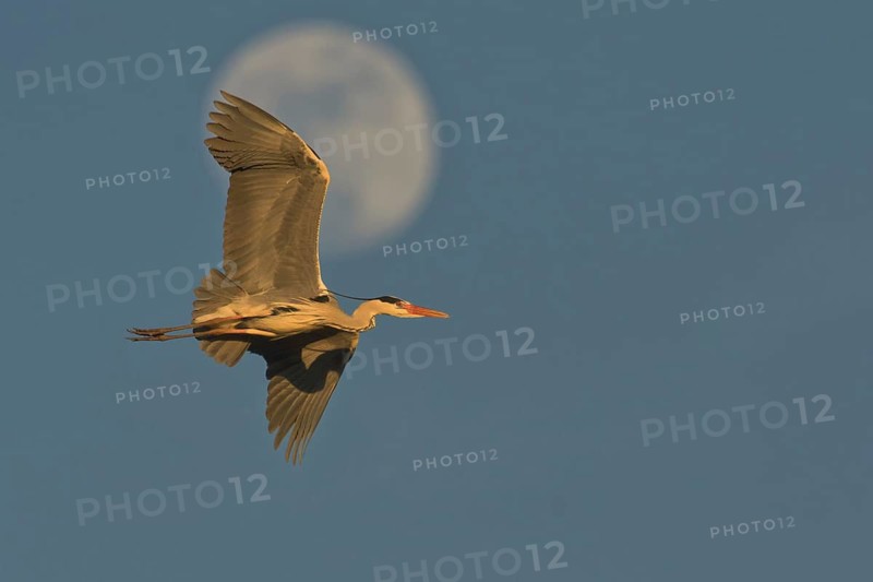 Grey Heron (Ardea cinerea) male flying, Lombardy, Italy