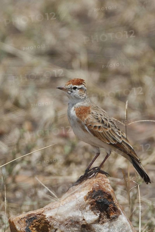 Red-capped Lark (Calandrella cinerea), Masai Mara, Kenya