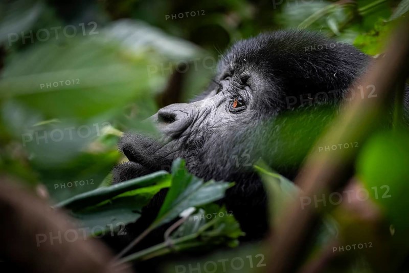 Mountain gorilla (Gorilla berengei berengei), Bwindi Impenetrable National Park, Uganda