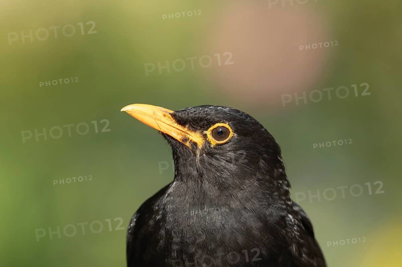 European blackbird (Turdus merula) adult male garden bird head portrait, Suffolk, England, United Kingdom