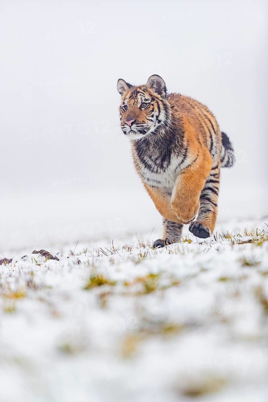 One young Siberian Tiger, Panthera tigris altaica, running over snowy meadow with dense fog in the background