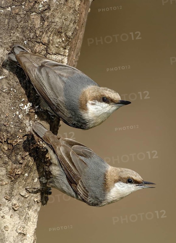 Brown-headed Nuthatch (Sitta pusilla), Texas, USA