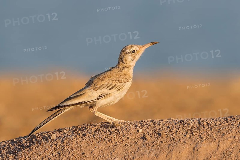Greater Hoopoe-Lark (Alaemon alaudipes) female perched on the ground, Eilat, Israel