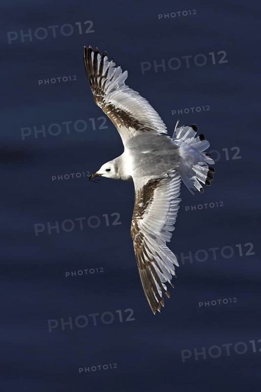Black-legged Kittiwake (Rissa tridactyla) flying, Schleswig-Holstein, Germany