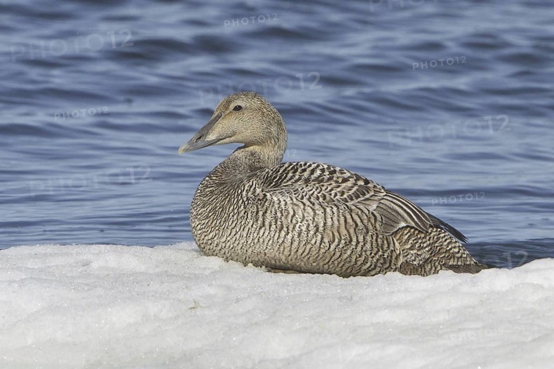 Common Eider (Somateria mollissima) female, Manitoba, Canada
