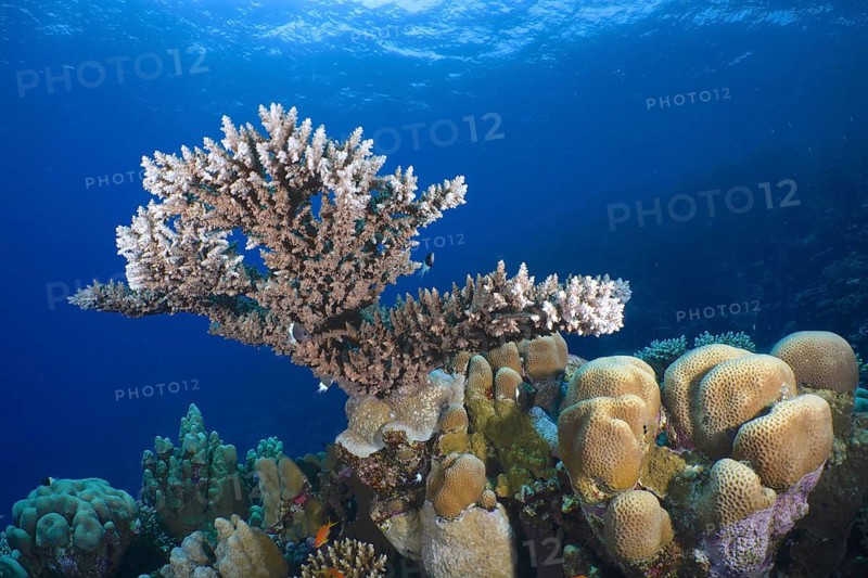 Pharaoh's antler coral (Acropora pharaonis)