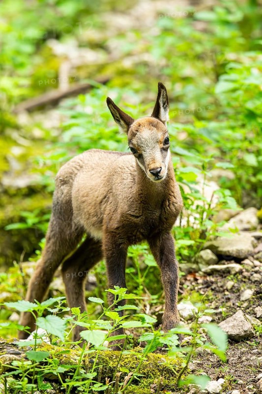 Chamois (Rupicapra rupicapra) youngster in a foreest, Bavaria, Germany