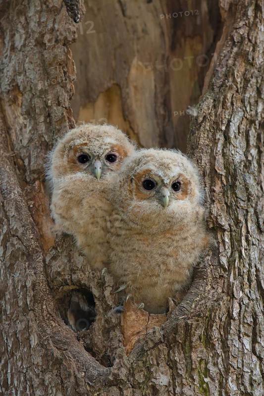 Tawny Owl (Strix aluco) two chicks looking out from breeding hole, Saxony, Germany