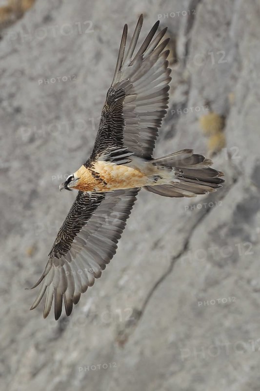Bearded Vulture (Gypaetus barbatus) flying, Valais, Switzerland